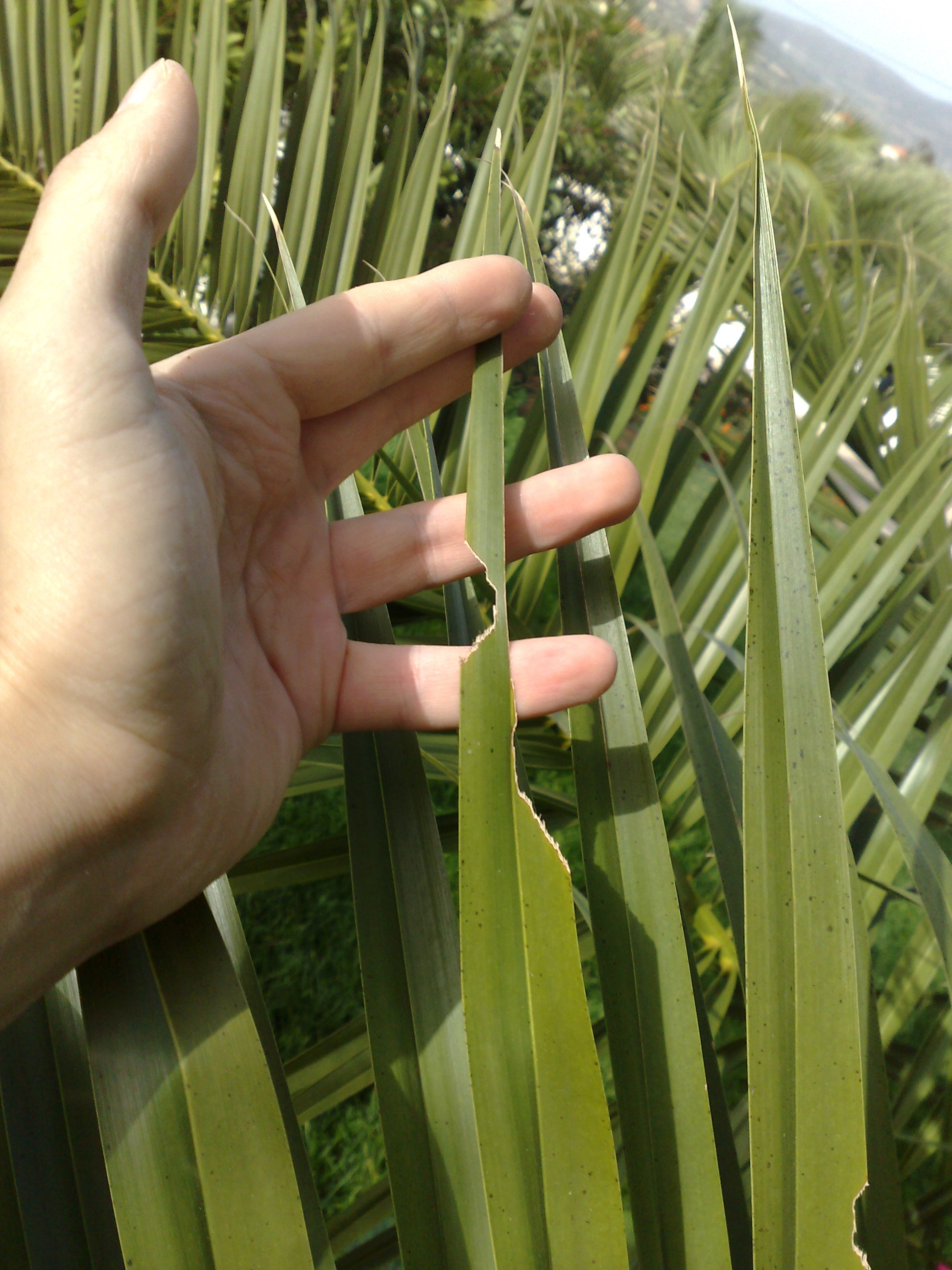 What is killing/eating my palms (CIDP and others) DISCUSSING PALM